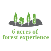 6 acres of forest experience